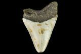Fossil Megalodon Tooth - North Carolina #109037-1